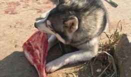 老汪爆料虎豹视频,虎豹视频背后的惊人真相